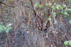 Arctostaphylos luciana