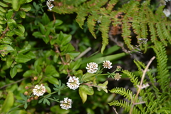 Dorycnium