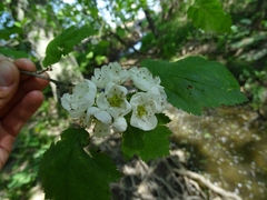 Crataegus coccinea