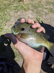Lepomis macrochirus macrochirus