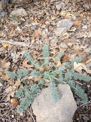 Seseli dichotomum