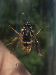 Temnostoma alternans