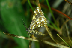 Narraga fasciolaria