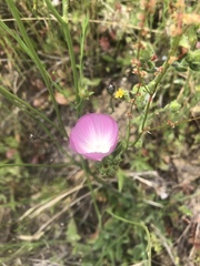 Sidalcea diploscypha