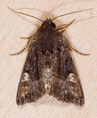 Euplexia benesimilis
