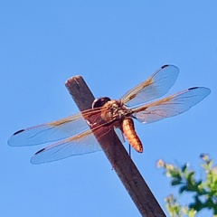 Libellula saturata