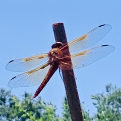 Libellula saturata