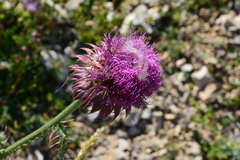 Carduus defloratus