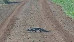Salvator merianae