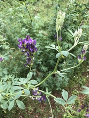 Medicago sativa sativa