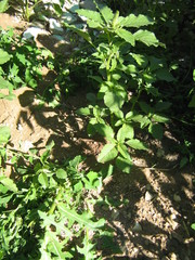 Amaranthus retroflexus