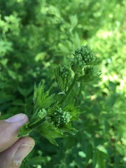 Thalictrum revolutum