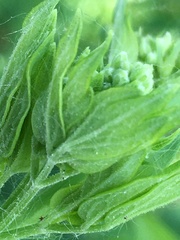 Thalictrum revolutum