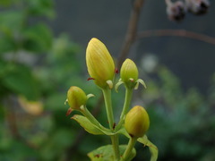 Hypericum hircinum