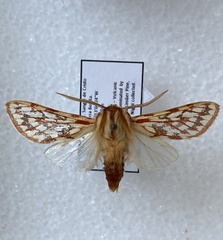 Lophocampa roseata