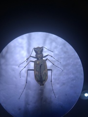 Neocicindela