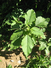 Amaranthus retroflexus