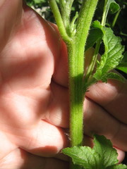Amaranthus retroflexus