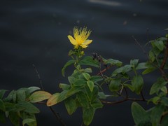 Hypericum hircinum