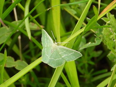 Chlorissa viridata