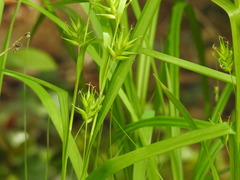 Carex folliculata