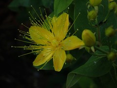 Hypericum hircinum
