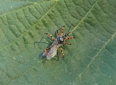 Sphedanolestes cingulatus