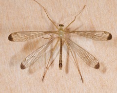 Hylobittacus apicalis