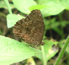 Praepedaliodes phanias