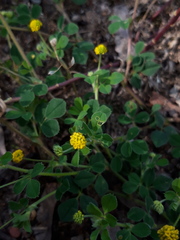 Medicago lupulina