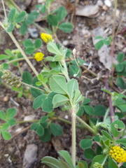 Medicago lupulina