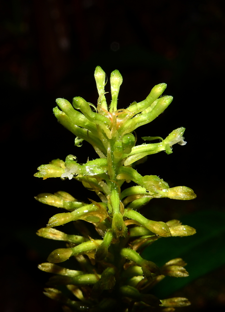 Microchilus foliosus