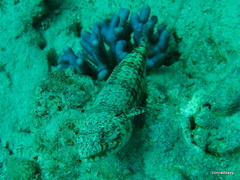 Synodus dermatogenys