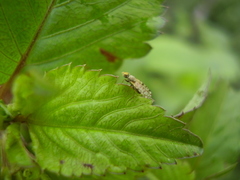 Campiglossa sororcula
