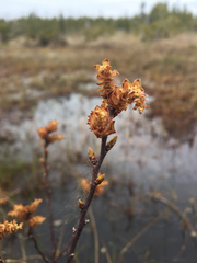 Myrica gale tomentosa