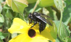 Xylocopa loripes