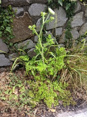 Silphiodaucus hispidus