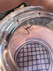 Tetragnatha versicolor