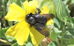 Xylocopa loripes