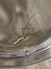 Tetragnatha versicolor
