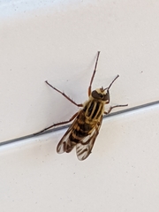 Thereva fucatoides