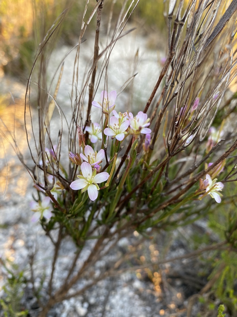 Mountain Sunspurge