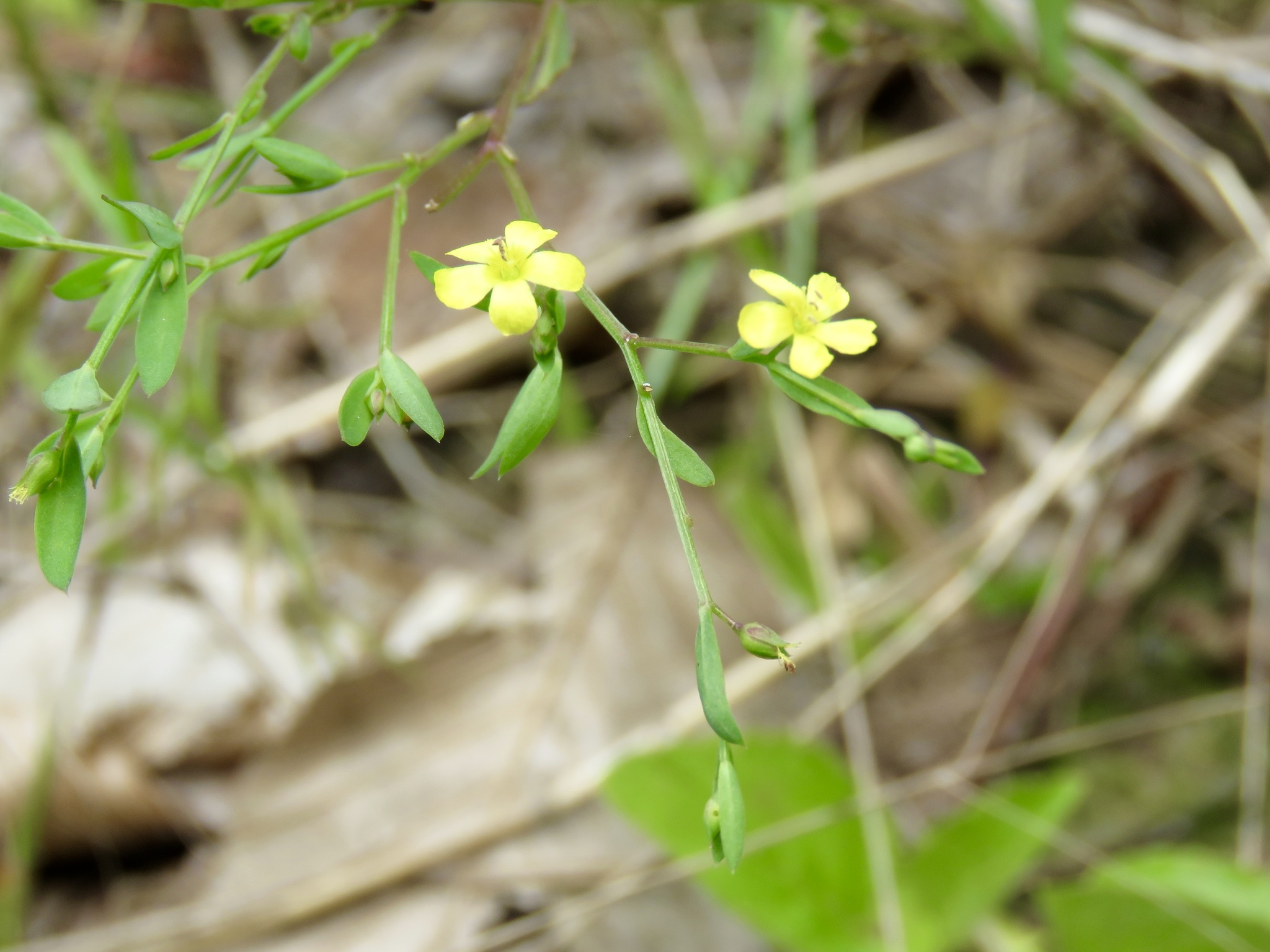 Linum striatum