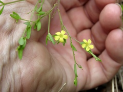 Linum striatum