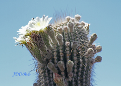 Trichocereus terscheckii