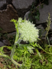Silphiodaucus hispidus