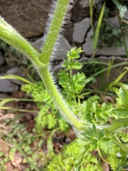 Silphiodaucus hispidus
