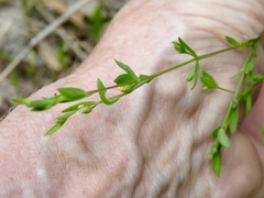 Linum striatum