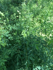 Thalictrum revolutum