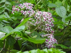 Pericallis multiflora